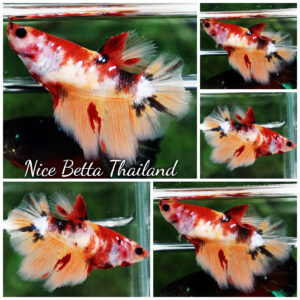 Betta Fish Female Calyra Nemo Koi HM