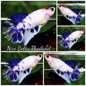 Betta Fish Female Frozen Sapphire Marble HM