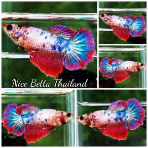 Betta Fish Female Fancy Magical Siam Ruby HM