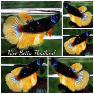 Betta Fish Female Helmet Starry Night Mustard Gas HM