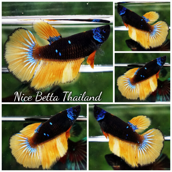 Betta Fish Female Helmet Starry Night Mustard Gas HM