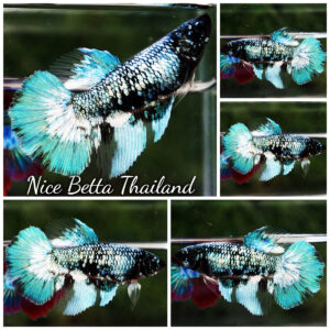 Betta Fish Female Glacier Whisper Sparkle HM