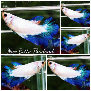 Betta Fish Female Blue Dragon Azure HM