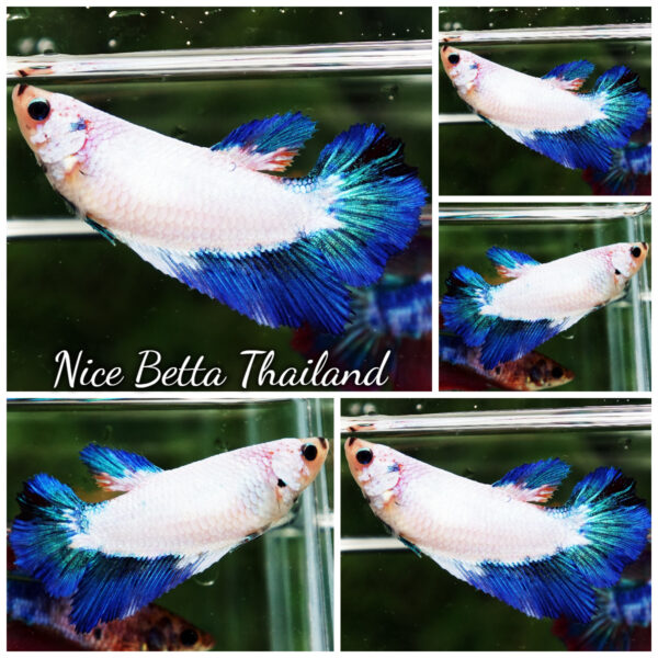 Betta Fish Female Blue Dragon Azure HM