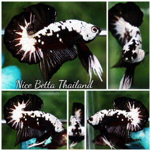 Betta Fish Nightfall Nova Samurai Long Necktie OHMPK