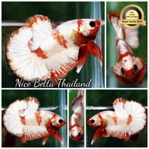Betta Fish Scarlet Majesty Zebra Unicorn Helmet (Rare)