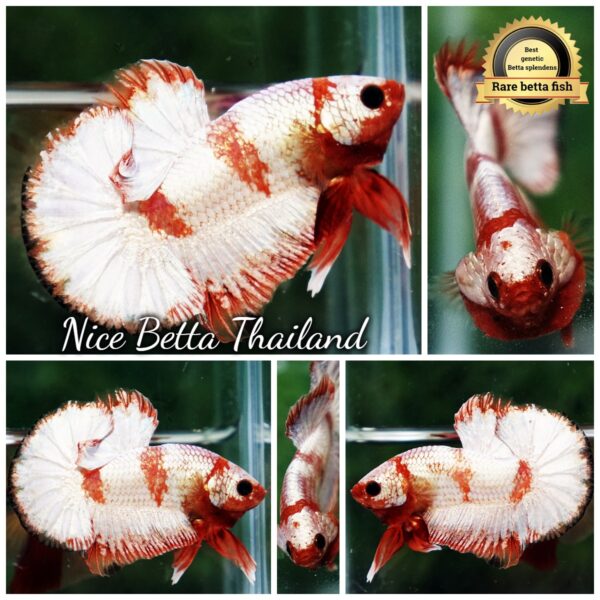 Betta Fish Scarlet Majesty Zebra Unicorn Helmet (Rare)