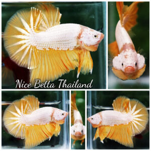Betta Fish Golden Dream Dragon Full Helmet OHMPK
