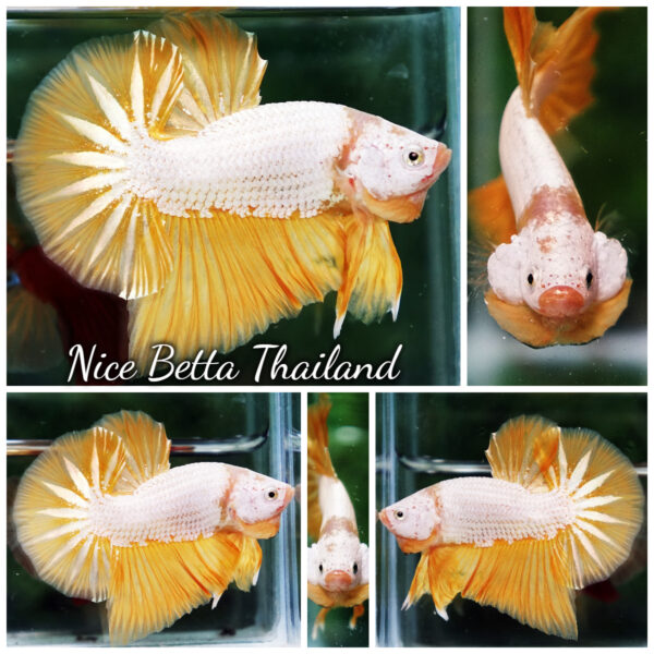 Betta Fish Golden Dream Dragon Full Helmet OHMPK