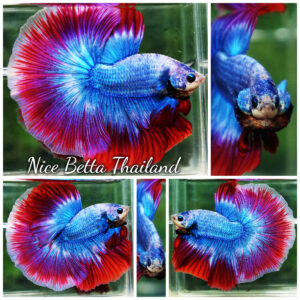 Betta Fish Prince of Thailand Flag OHM