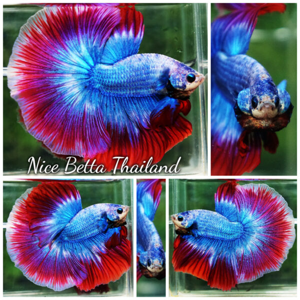 Betta Fish Prince of Thailand Flag OHM