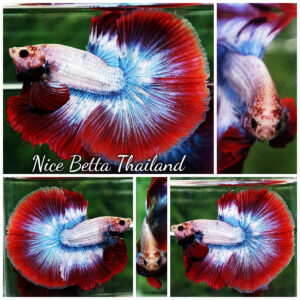 Betta Fish Mascot ThaiFlag Knight OHM