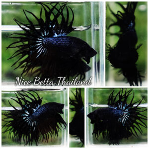 Betta Fish Serpent Noir Enigma CT