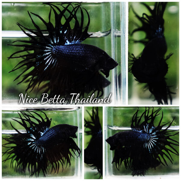 Betta Fish Serpent Noir Enigma CT