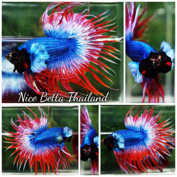Betta Fish Prince of Thailand Flag Dumbo CT