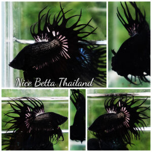 Betta Fish King Black Copper Serpent Noir Enigma CT