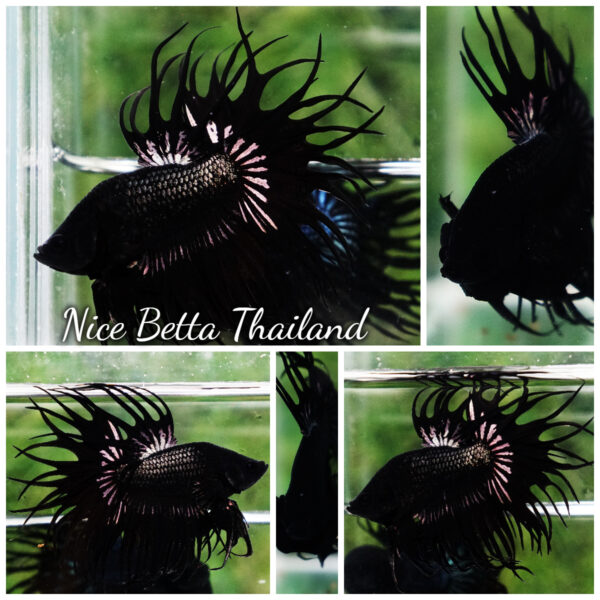 Betta Fish King Black Copper Serpent Noir Enigma CT