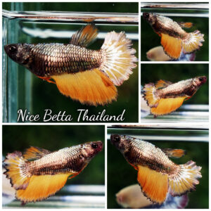 Betta Fish Female Copper Mustard HM