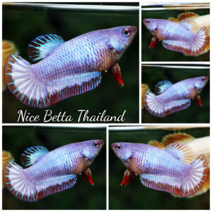 Betta Fish Female Lavender Dream Butterfly HMPK