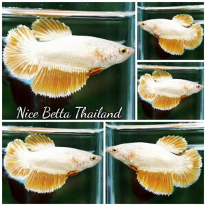 Betta Fish Female Dewdrop Gold Dragon HM