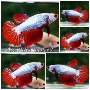 Betta Fish Female Jan Deang Dragon HM
