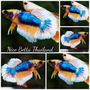 Betta Fish Female Blue Lagoon HM