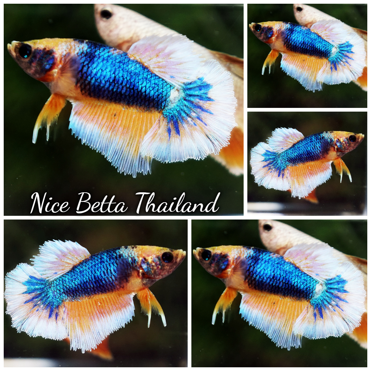 Betta Fish Female Blue Lagoon HM