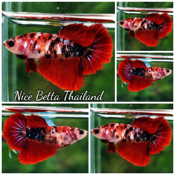 Betta Fish Female Dark Blood Tiger HM