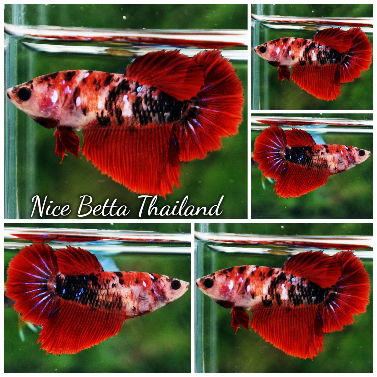 Betta Fish Female Dark Blood Tiger HM