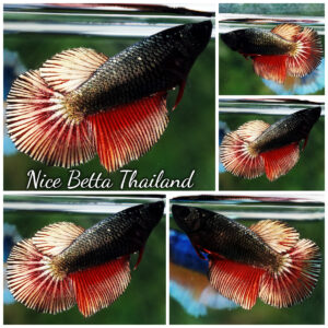 Betta Fish Female Copper Ebony Fire HM