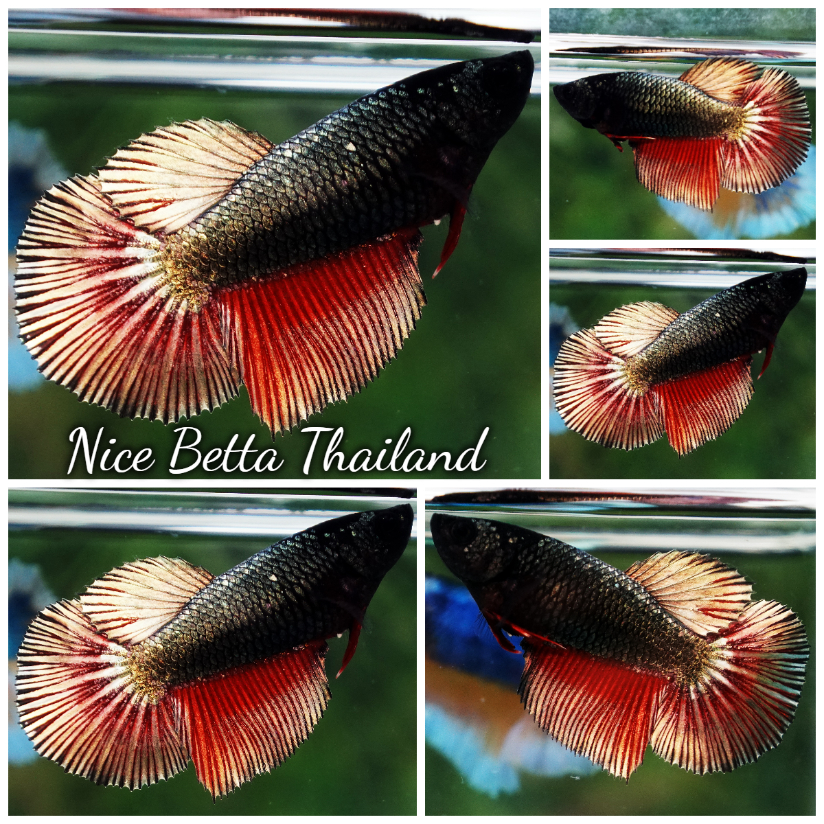 Betta Fish Female Copper Ebony Fire HM