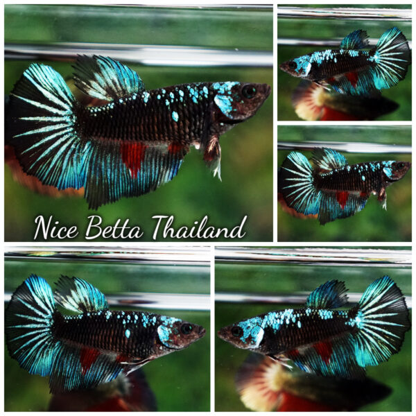 Betta Fish Female Midnight Avatar Star HM