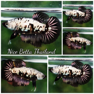 Betta Fish Female Starry Nightfall Samurai HM
