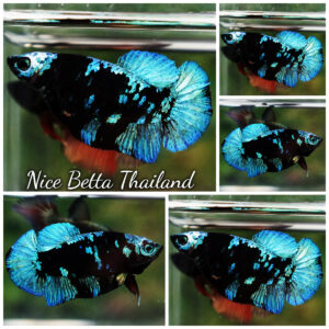 Betta Fish Female Starburst Blue Black Star Avatar HMPK