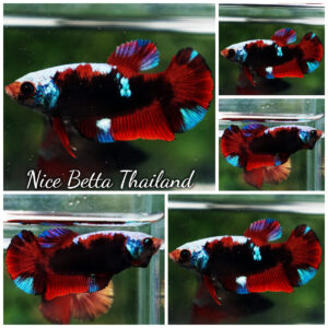 Betta Fish Female Scarlet Mirage Warrior HM