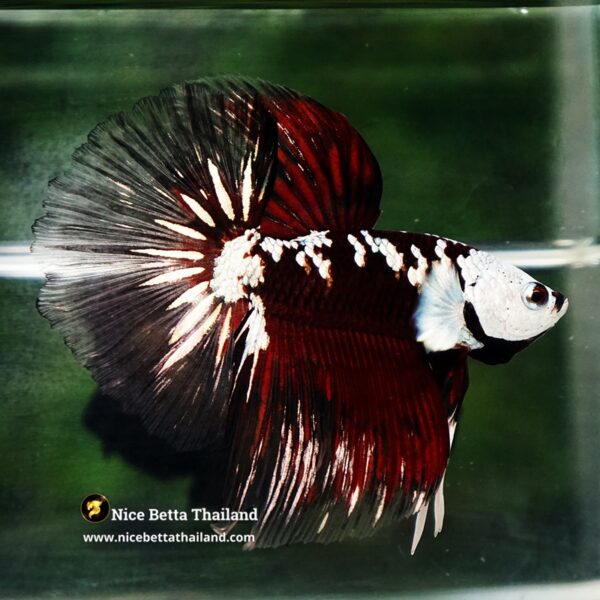 Betta fish Killer Shadow Vampire Black Star Samurai Helmet (Ultra Rare) HM - Image 4