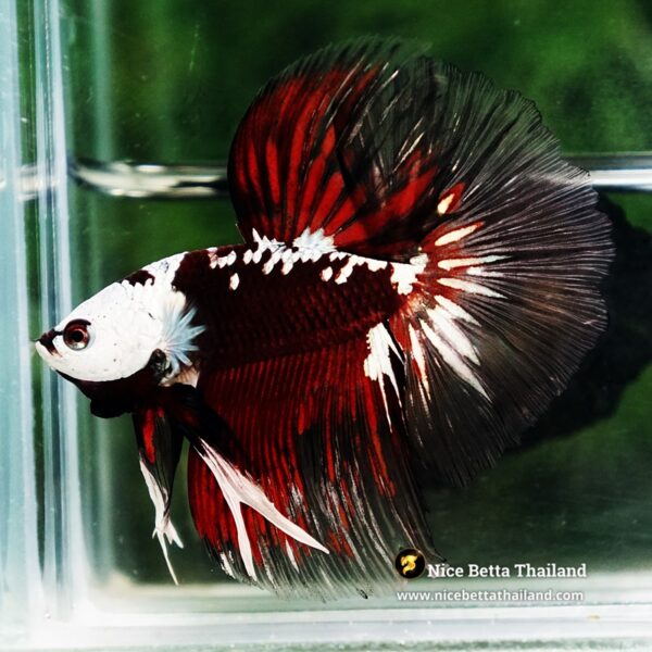 Betta fish Killer Shadow Vampire Black Star Samurai Helmet (Ultra Rare) HM - Image 7