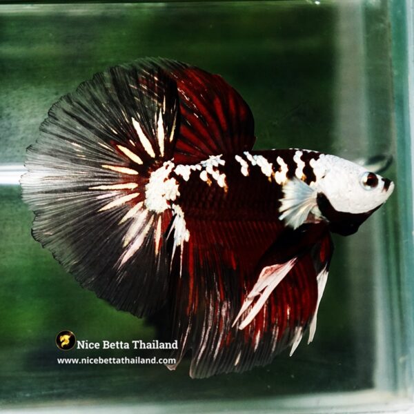 Betta fish Killer Shadow Vampire Black Star Samurai Helmet (Ultra Rare) HM - Image 6