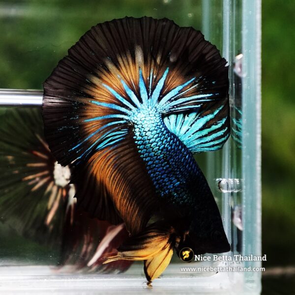 Betta Fish Blazing Eclipse Black Ring OHM - Image 4