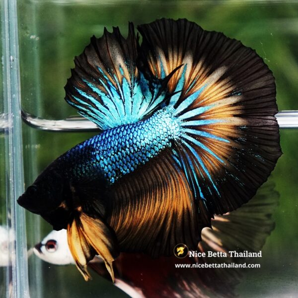 Betta Fish Blazing Eclipse Black Ring OHM - Image 5