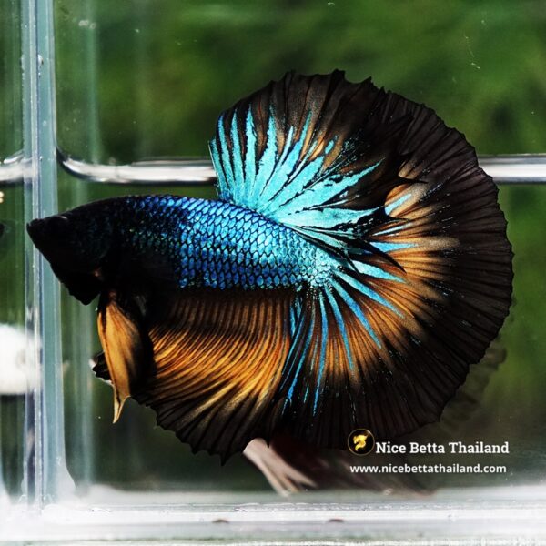 Betta Fish Blazing Eclipse Black Ring OHM - Image 6