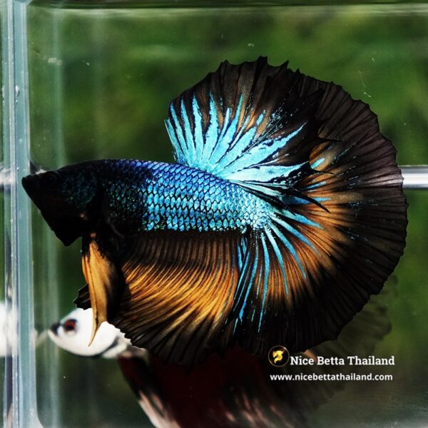 Betta Fish Blazing Eclipse Black Ring OHM - Image 3