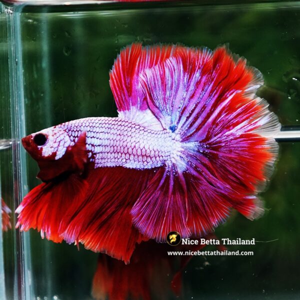 Betta Fish Prince of Lavender Inferno OHM - Image 4