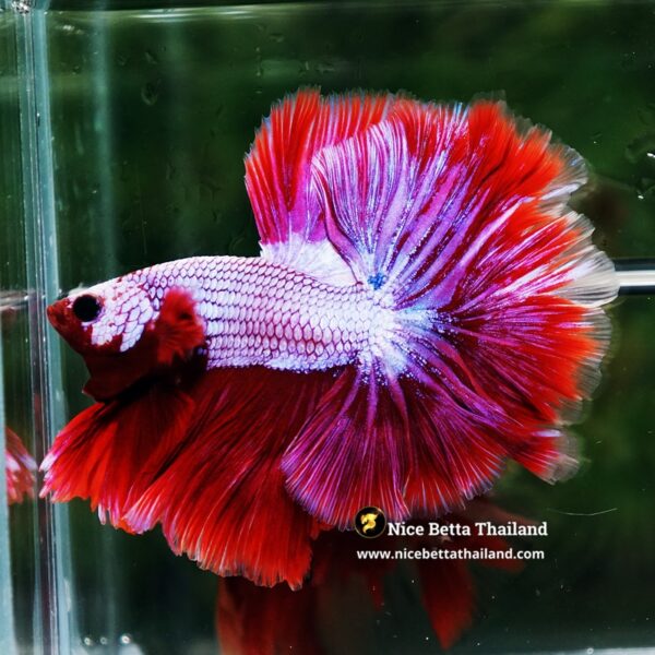Betta Fish Prince of Lavender Inferno OHM - Image 6