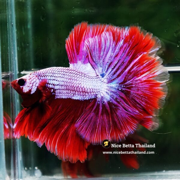 Betta Fish Prince of Lavender Inferno OHM - Image 2