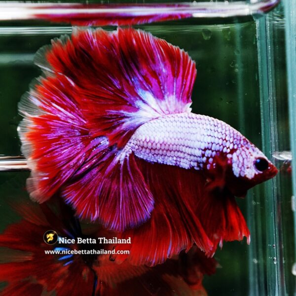 Betta Fish Prince of Lavender Inferno OHM - Image 5