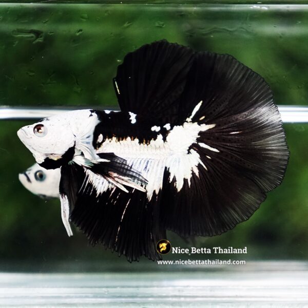 Betta Fish Rare Killer Shadow Black Star Full Helmet Samurai (Ultra Rare) HM - Image 2