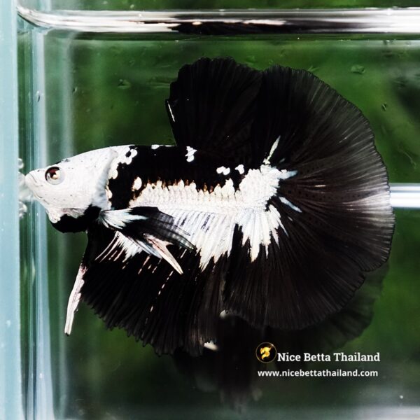 Betta Fish Rare Killer Shadow Black Star Full Helmet Samurai (Ultra Rare) HM - Image 4