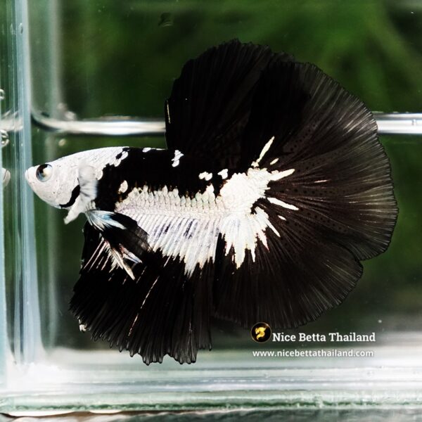 Betta Fish Rare Killer Shadow Black Star Full Helmet Samurai (Ultra Rare) HM - Image 7