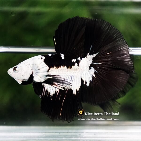 Betta Fish Rare Killer Shadow Black Star Full Helmet Samurai (Ultra Rare) HM - Image 6